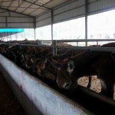 德州驴肉价格_农副产品_世界工厂网