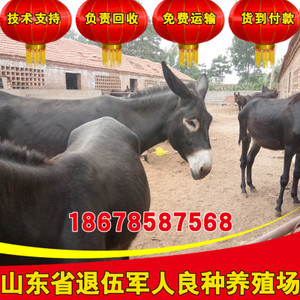 【小驴种驴】小驴种驴价格/图片_小驴种驴批发/采购_小驴种驴厂家/供应商